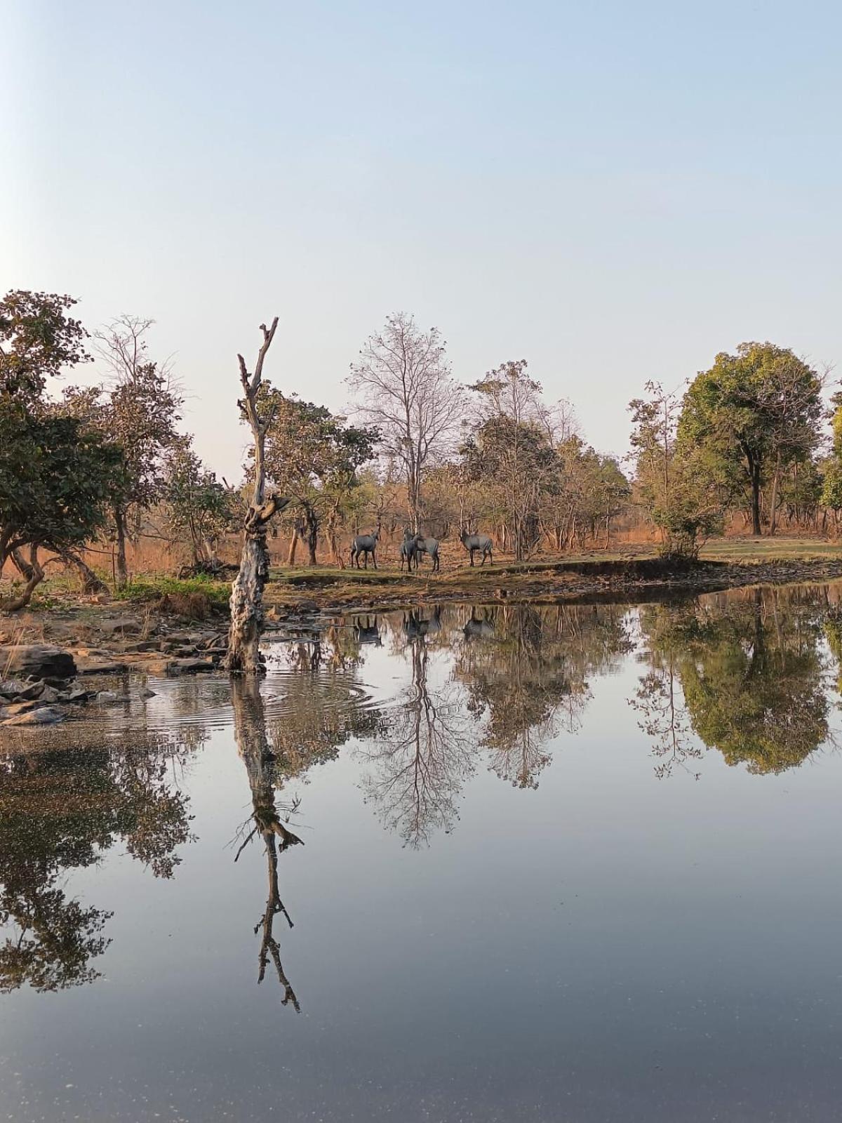 Gandhisagar Forest Retreat Hotel Gurla Eksteriør billede